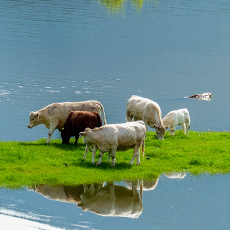 Vaches au pâturage à côté d'une étendue d'eau